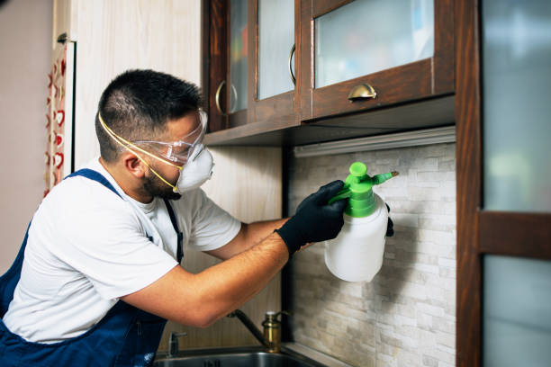 Best Wasp Removal Services  in Hackensack, NJ