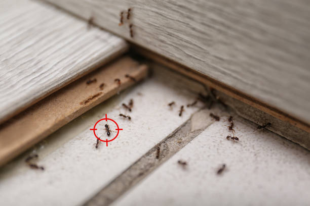Best Best Pest Control Companies  in Hackensack, NJ
