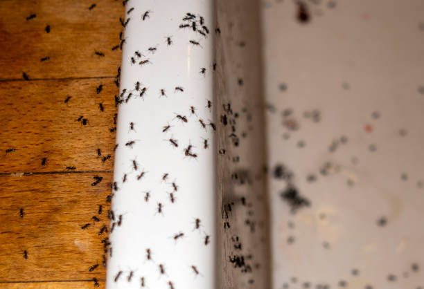 Best Wildlife Control Services  in Hackensack, NJ